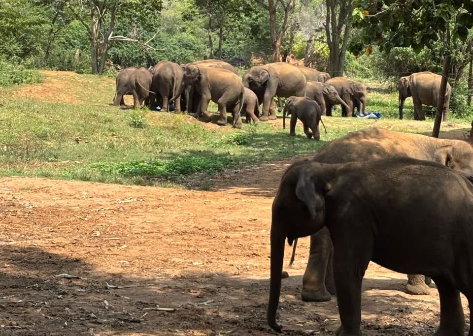 A Visit to See Mahali and Her Friends