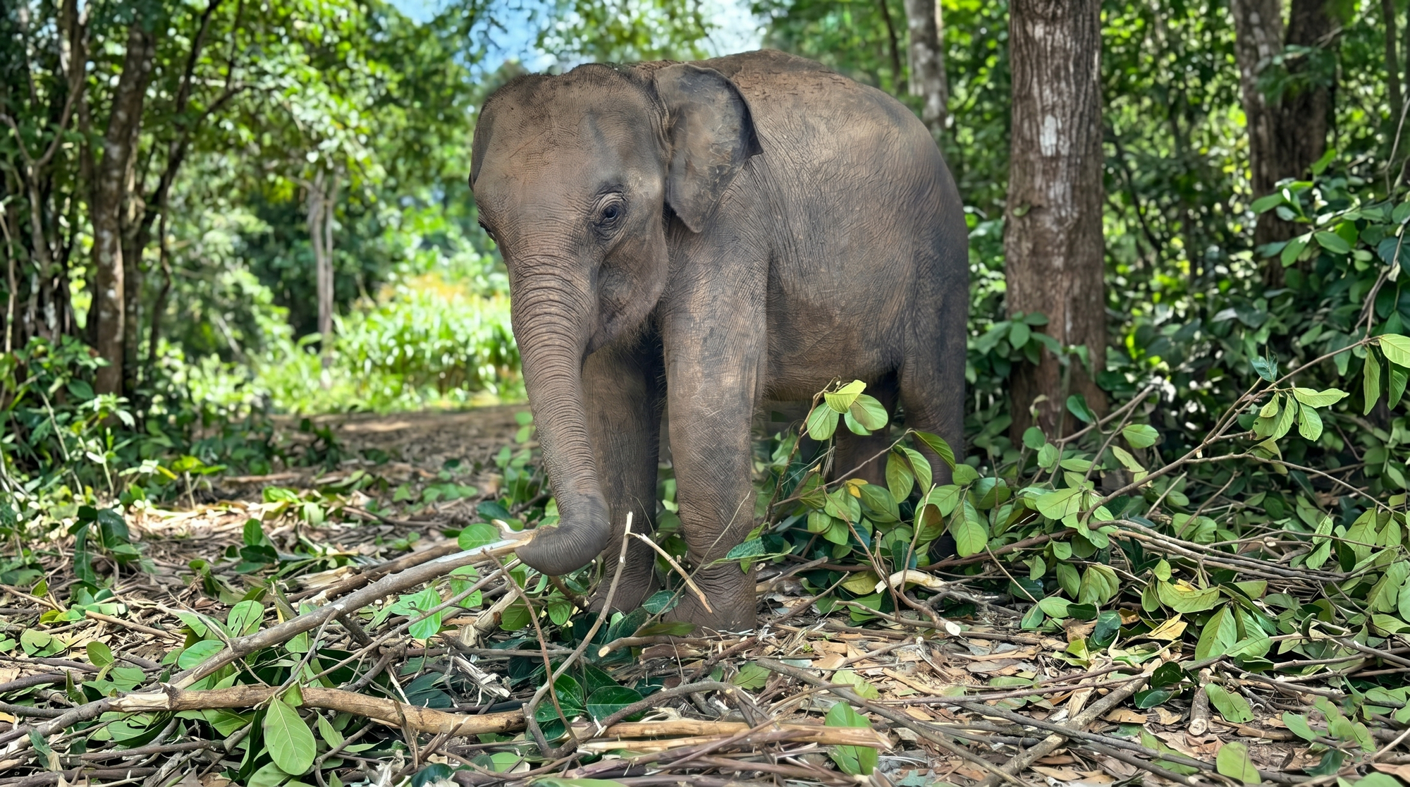 Meet Mahali